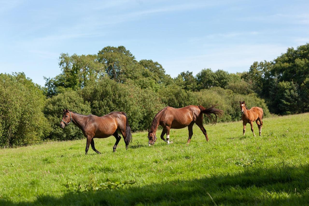 Coolcormack Stud B&B Dungarvan  Esterno foto